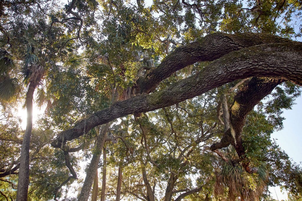 Large tree branches with textured bark extend outwards, surrounded by dense green foliage and sunlight filtering through the leaves.