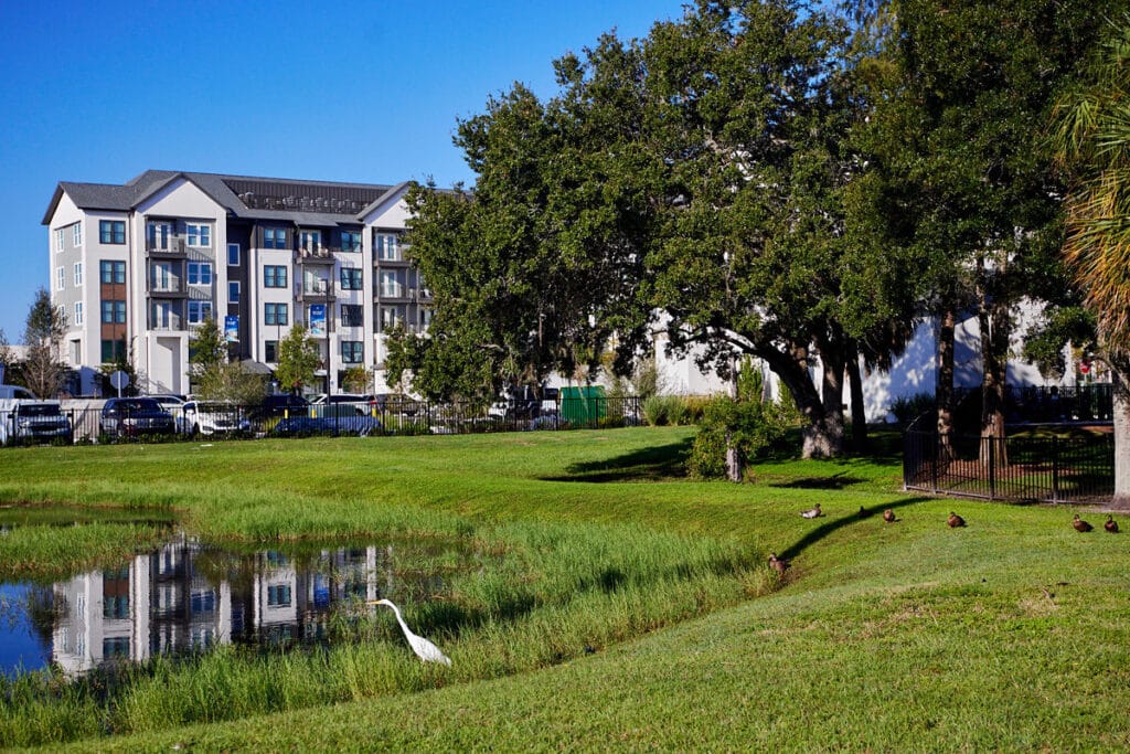 A white bird stands by a small pond in a grassy area with ducks nearby; apartment buildings and parked cars are visible in the background under a clear blue sky.