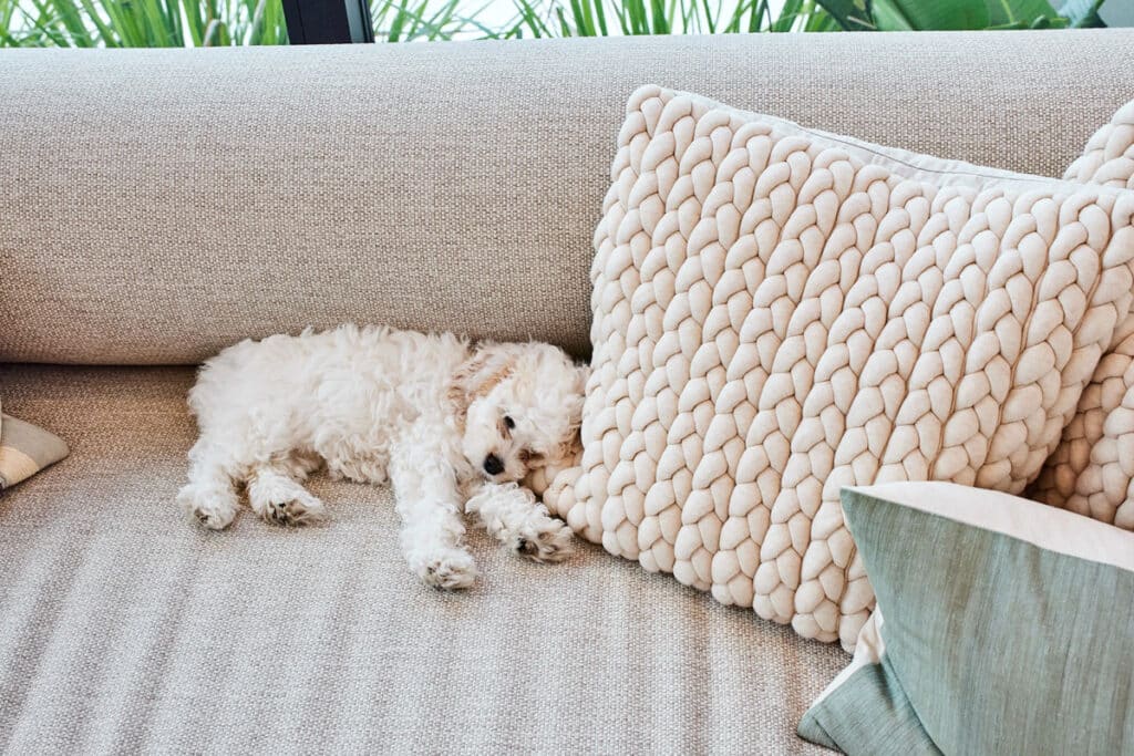 A small white dog lies curled up on a beige couch, partially hidden behind a textured cream pillow with green and beige pillows nearby.